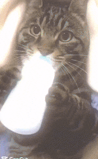 Cat Tuff GIF