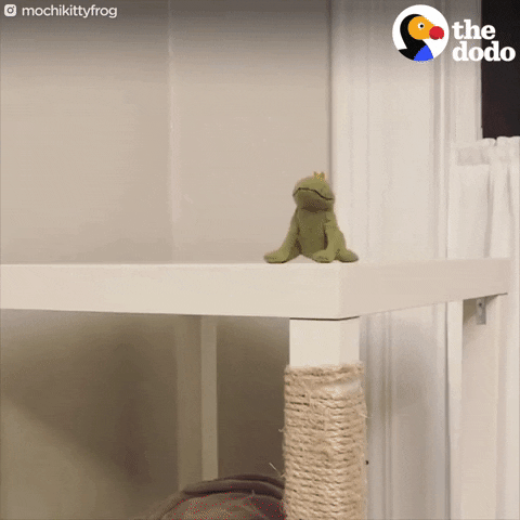 cat frog GIF by The Dodo