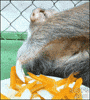 sloth eating GIF