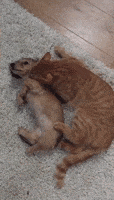 Playful Puppy and Kitten are Best Friends