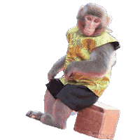 Fun Monkey Sticker