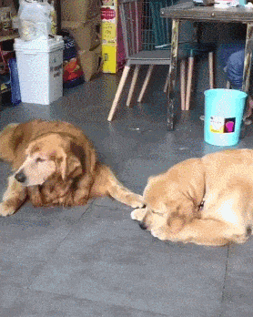 cuteanimalland giphyupload GIF