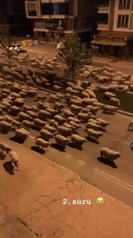 Silent Streets in Northern Turkey Filled With Dozens of Sheep
