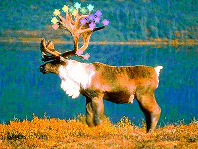reindeer GIF