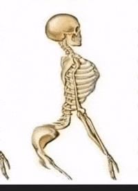 Skull Skeleton GIF