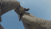 elephant sound GIF by PBS Digital Studios