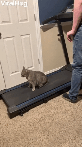 Surprising The Cat By Turning The Treadmill On GIF by ViralHog