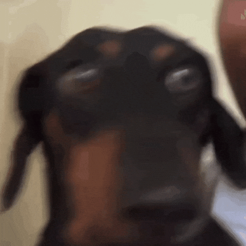 Dog Smile GIF