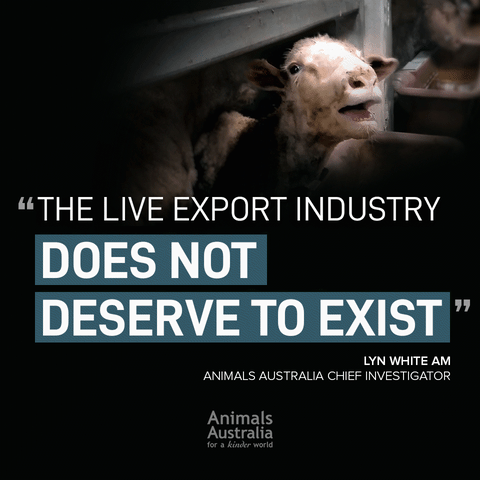 animal cruelty live export GIF by Animals Australia
