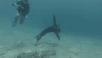 Playful Sea Lion Has Fun With Divers