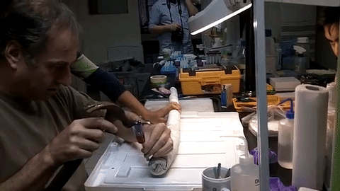 giant clam shipworm GIF by Mashable