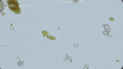 Water Bears Nova GIF by PBS Digital Studios