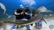 discovery sharks GIF by Shark Week