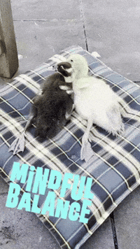 Relax Achtsamkeit GIF