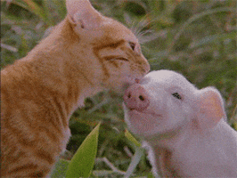 Movie gif. In a scene from "The Adventures of Milo and Otis," a tabby cat vigorously licks the head of a piglet who seems to be enjoying the cleaning process.