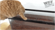 cat fails GIF by World’s Funniest
