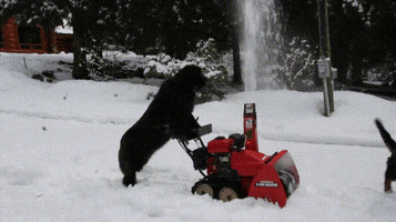 Snow Dog GIF by Rover.com
