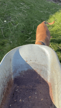 Dog Garden GIF