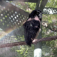 Owl Cortez GIF by Valley Zoo Development Society