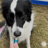 Happy Dogs GIF by American Kennel Club