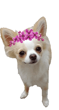 Dog Stars Sticker by Tales&Tails