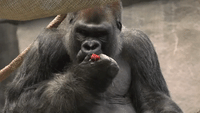 Animals Enjoy Heart-Shaped Snacks