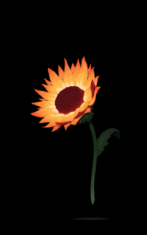 sunflower GIF by Roger von Biersborn