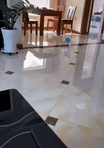 GifVif giphyupload i am speed GIF