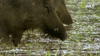 savage kingdom big cat week GIF by Nat Geo Wild 