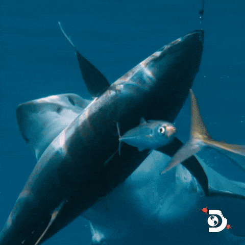 Ocean Eating GIF by Shark Week