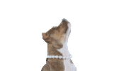 Pit Bull Dog Sticker by whyrichmondisawesome