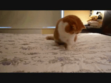 Cats String GIF
