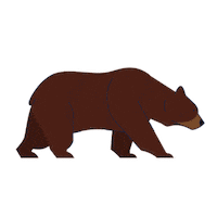 Brown Bear Sticker by Tourism Vancouver Island