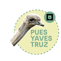 Animallover Avestruz Sticker by Nubika Formacion
