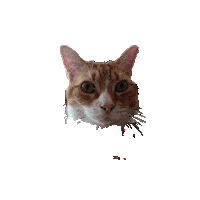 Cat Loop Sticker