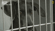 National Geographic Vet GIF by Nat Geo Wild