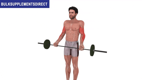 BulkSupplementsDirect giphyupload bulksupplementsdirectcom short head biceps exercises GIF