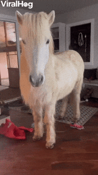 Hrimnir an Icelandic Horse Breaks into House