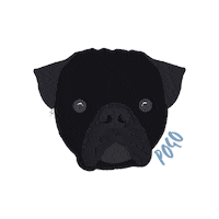 Dog Pug Sticker