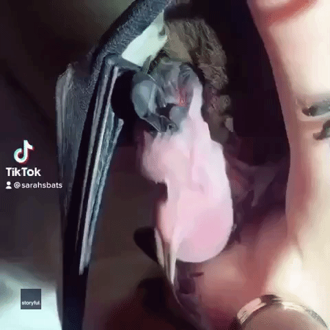 Injured Bat Holds Carer's Hand as 'Pup' Gets Its Feed