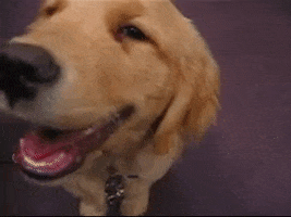 Golden Retriever Puppy GIF