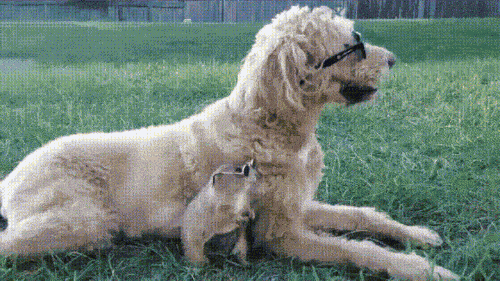 Video gif. Dog and hamster wearing sunglasses pose together, the hamster next to the dog, and then riding it, as they chill in a backyard.