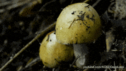 poisonous mushroom GIF by PBS