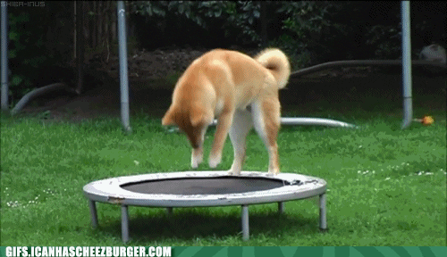 dogs puppies GIF