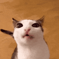 Cat Eating GIF