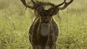 Eat When Nature Calls GIF by ABC Network