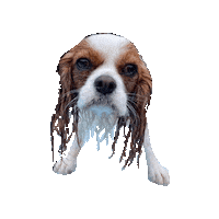 Dogs Sticker