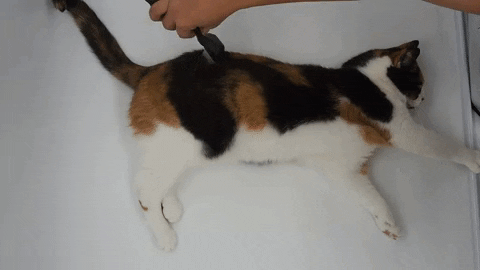 TamadoriCollection giphygifmaker GIF