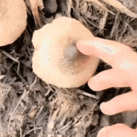 Mushroom Touch GIF