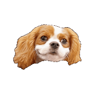 Dogs Hello Sticker